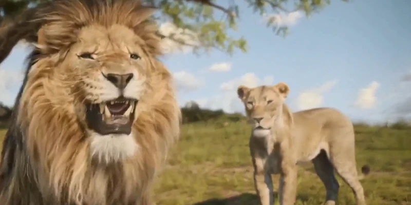 Hình ảnh quá chỉn chu, đưa người xem đến châu Phi qua màn ảnh